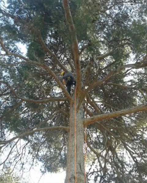 Poda De Rboles En Granollers Especialistas En Podar Rboles